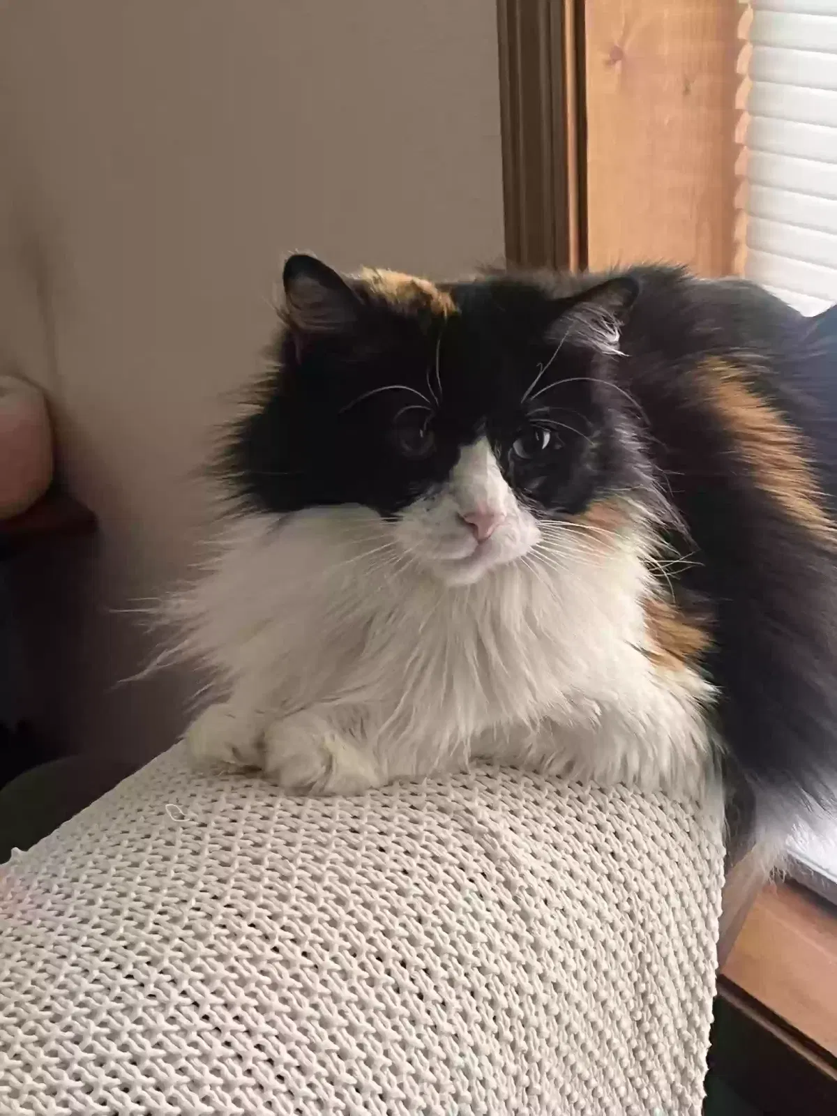 Lost cat in Strafford, MO, 65757