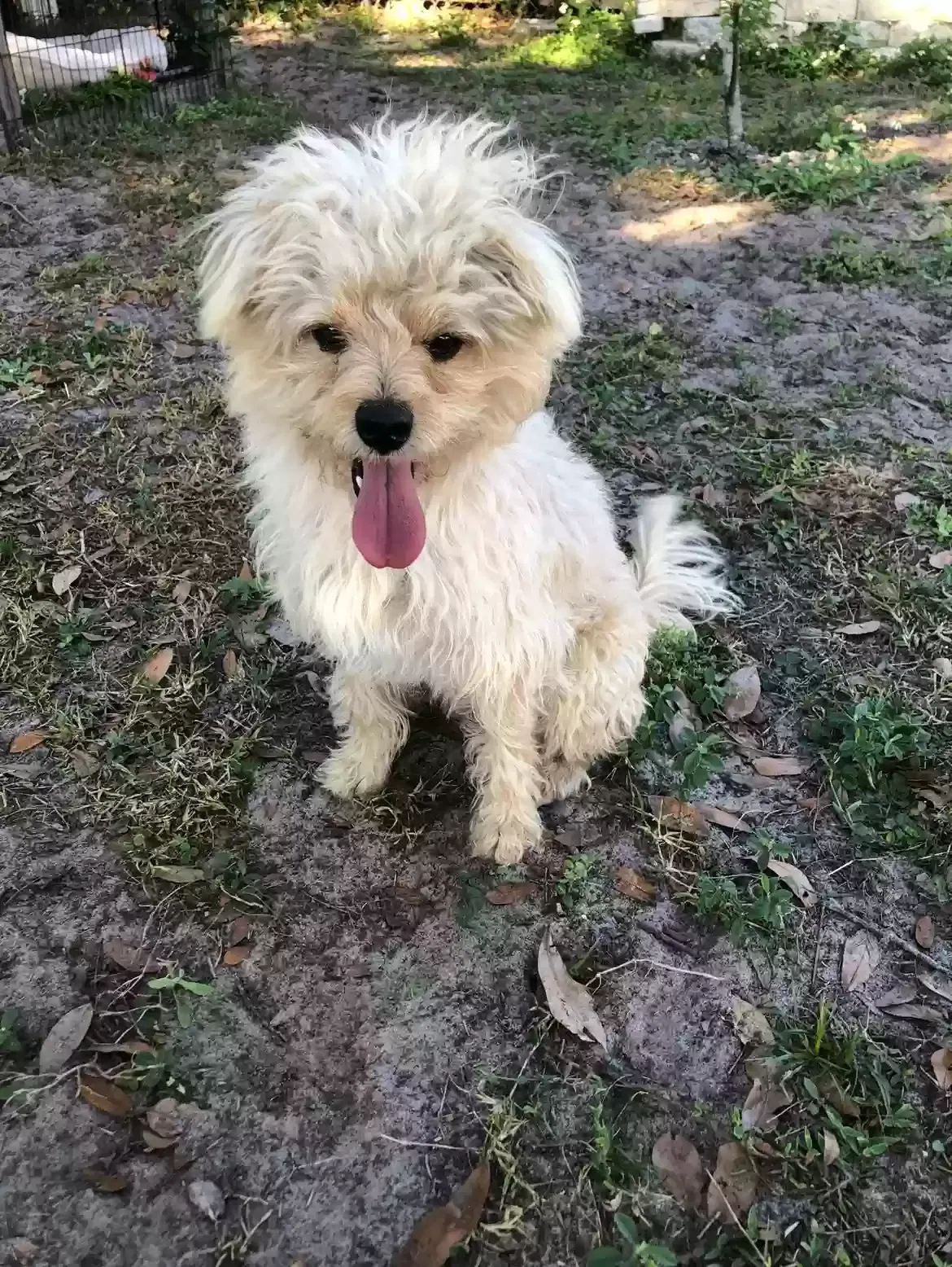 Lost dog in Ocoee, FL, 34761