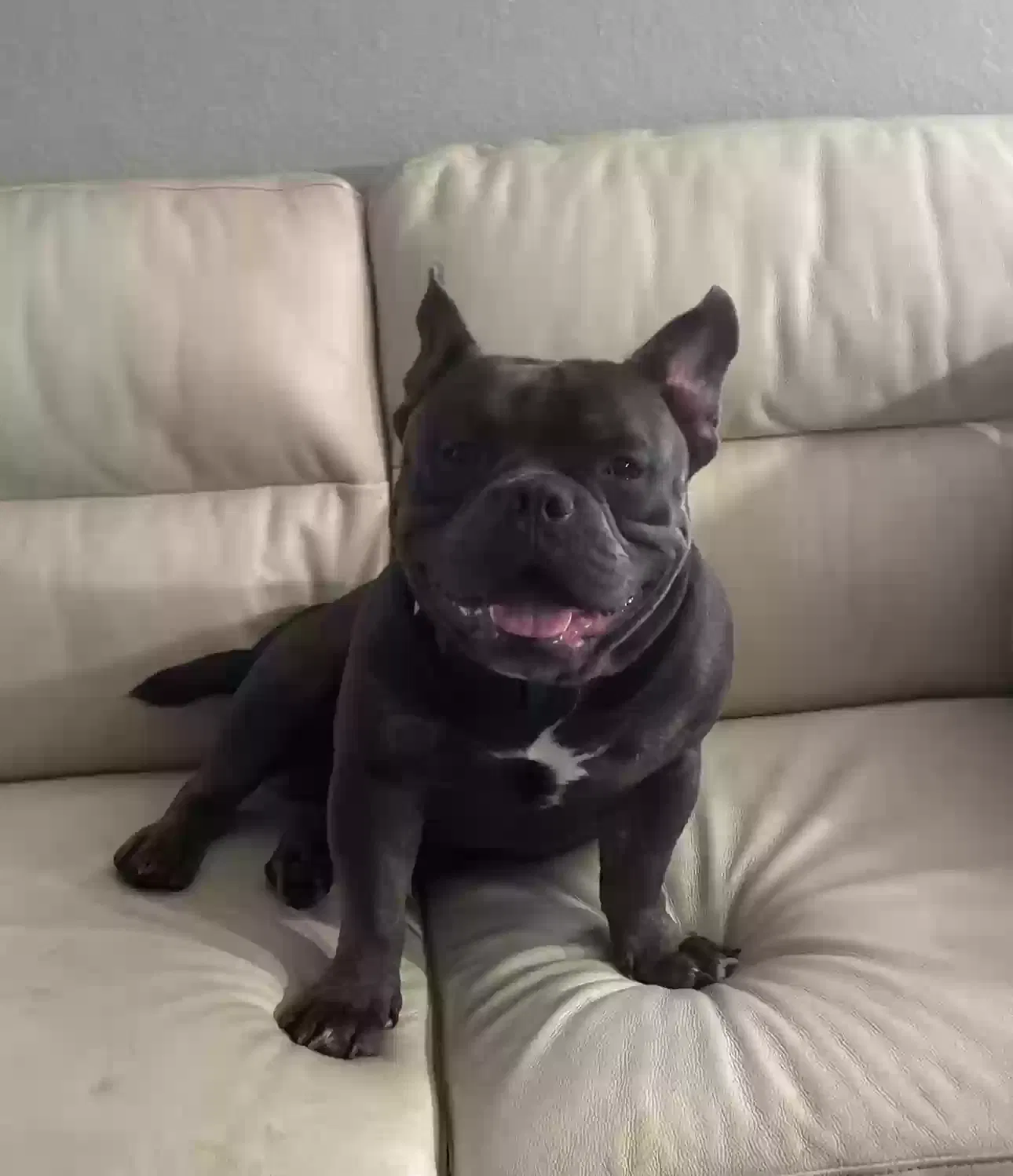 Lost dog in Lakeland, FL, 33815