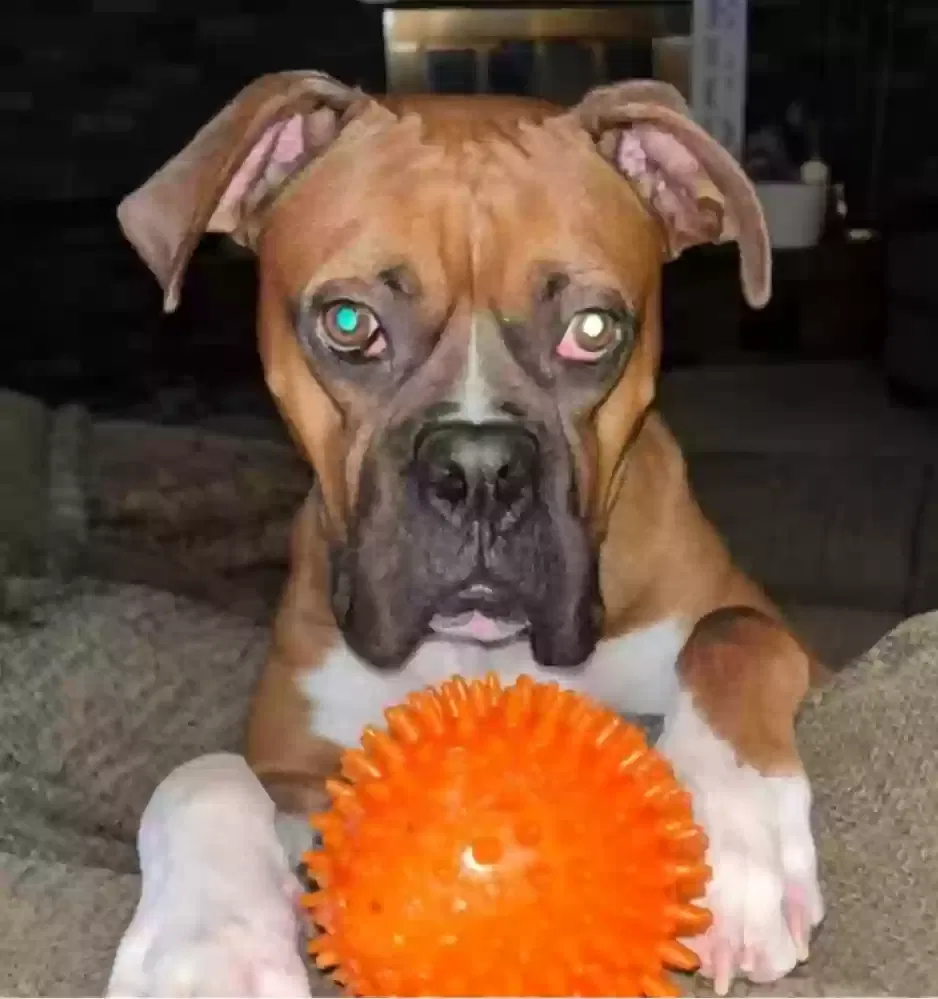 Lost dog in Loveland, CO, 80538