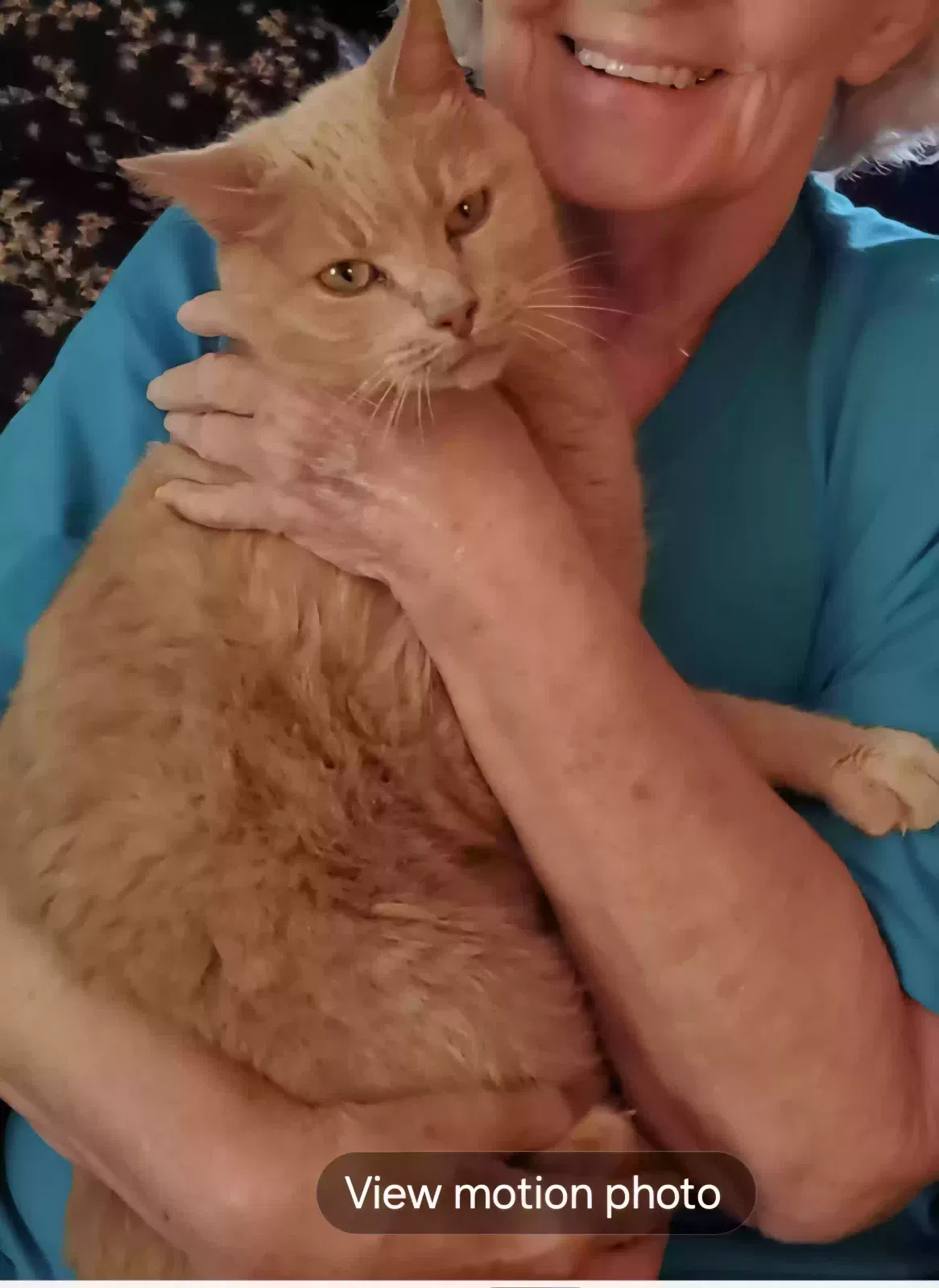 Lost cat in Jackson, GA, 30233