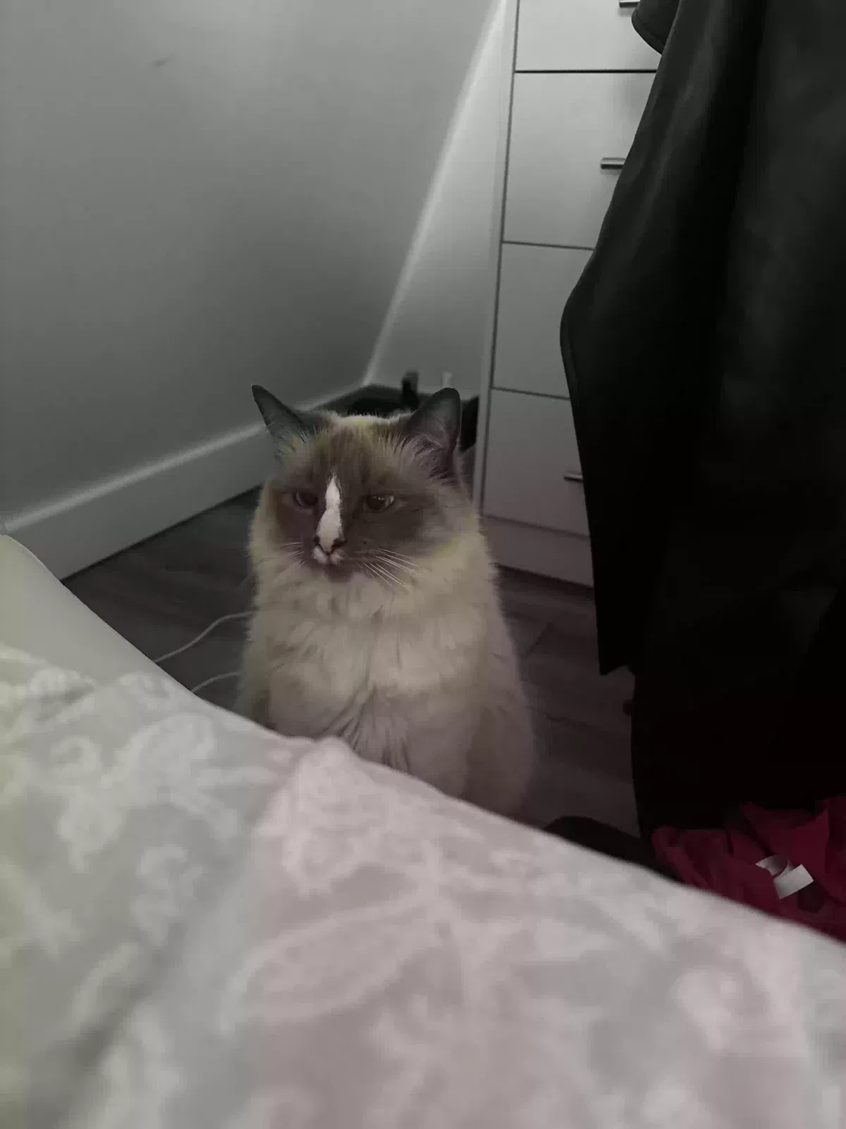 Lost cat in Tucker, GA, 30084
