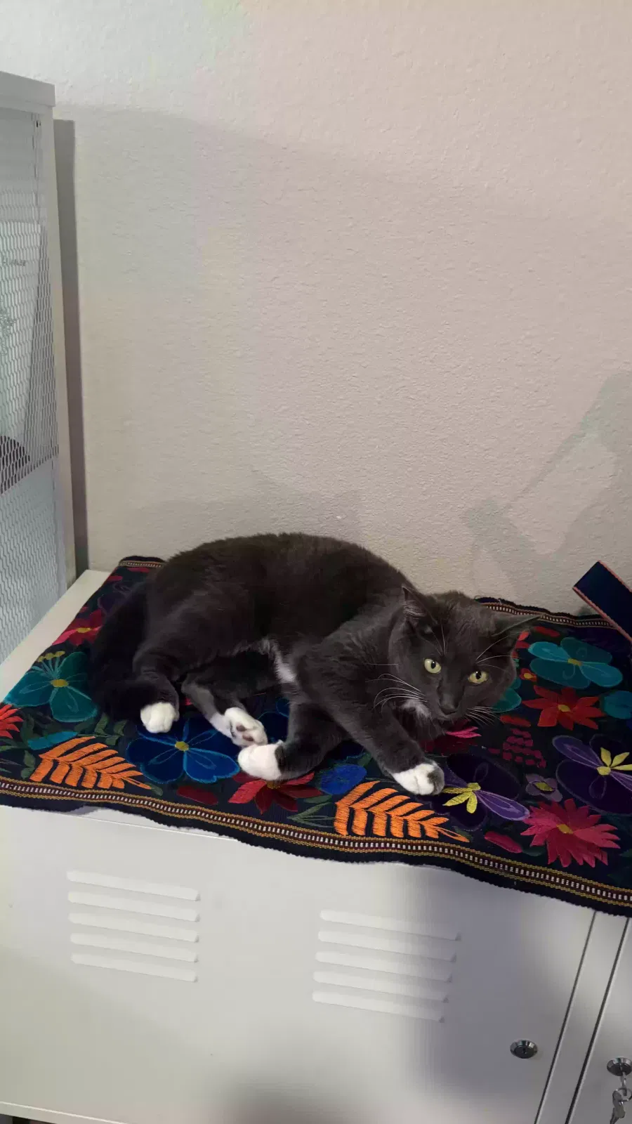 Lost cat in Dallas, TX, 75208