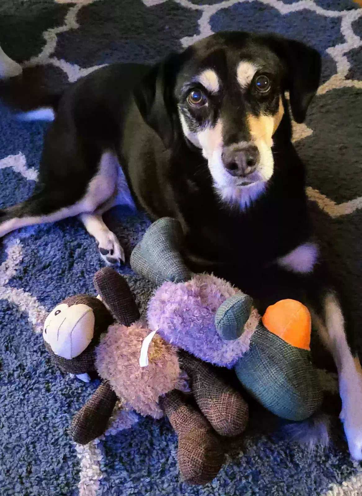 Lost dog in Cornersville, TN, 37047