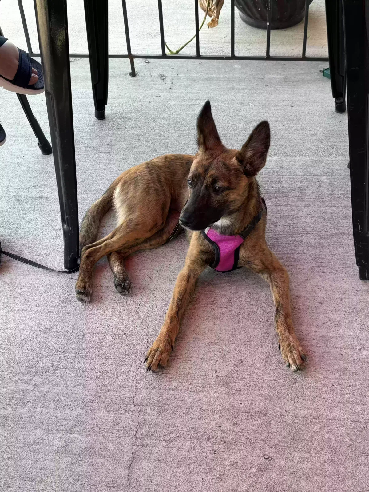 Lost dog in Baytown, TX, 77521