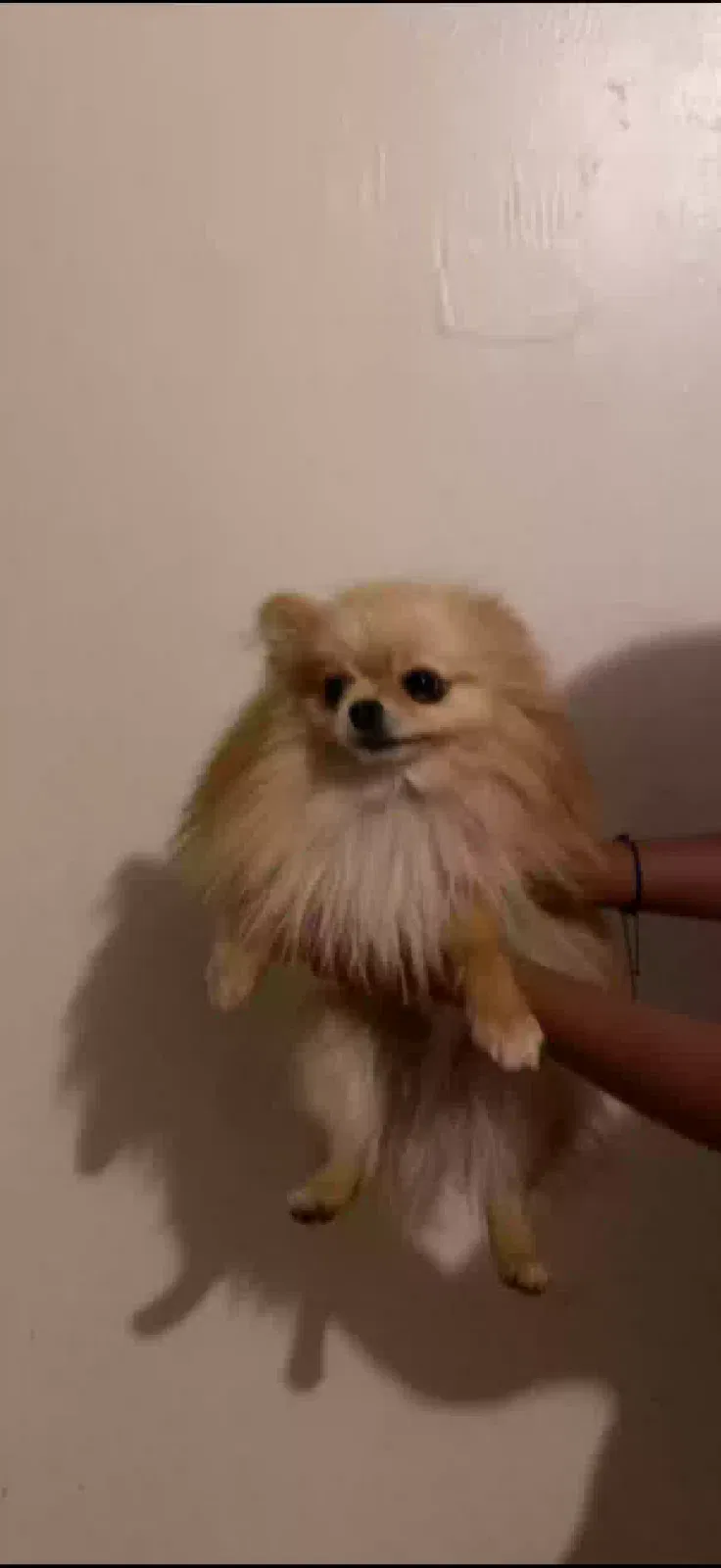 Lost dog in Ceres, CA, 95307