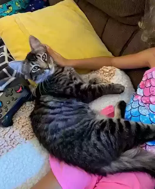 Lost cat in Desert Hot Springs, CA, 92240