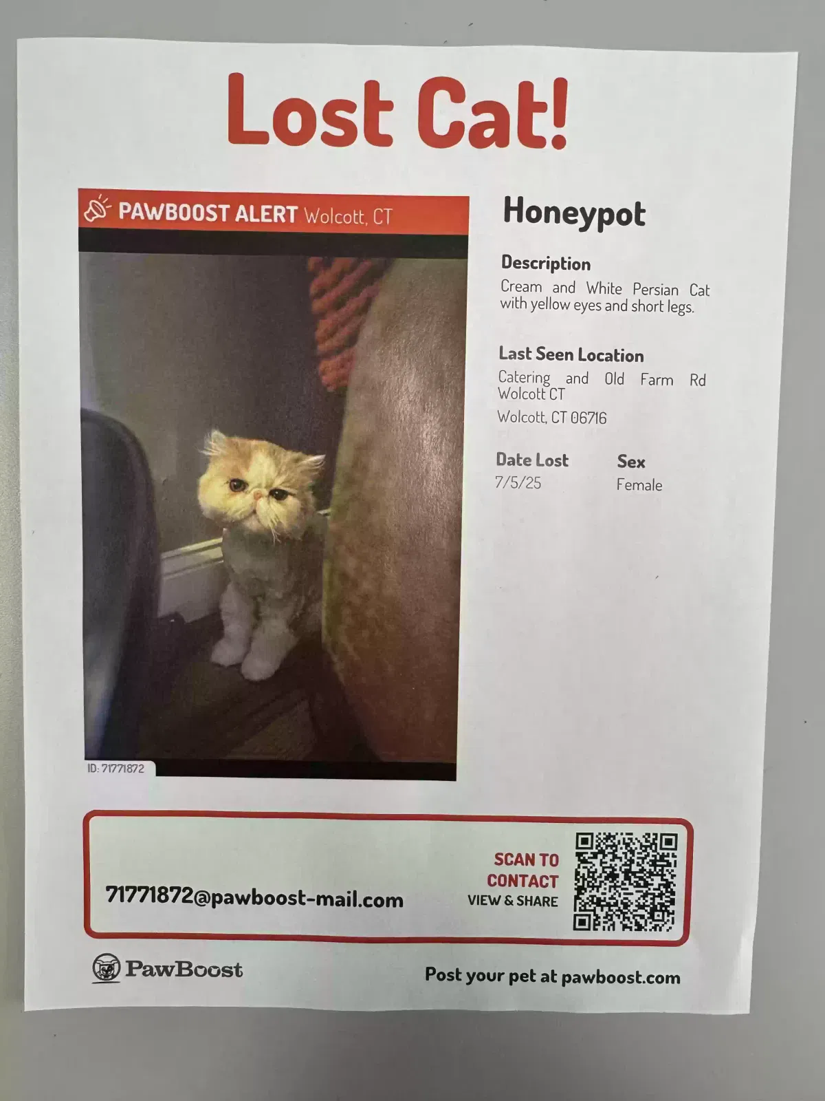 Lost cat in Wolcott, CT, 6716