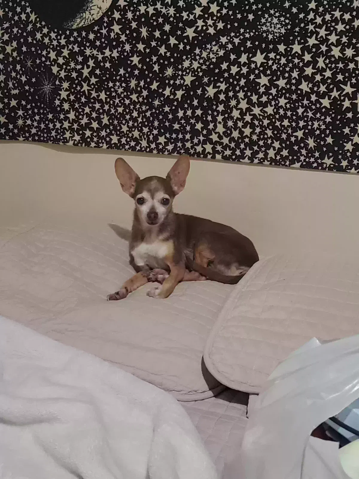 Lost dog in Reseda, CA, 91335