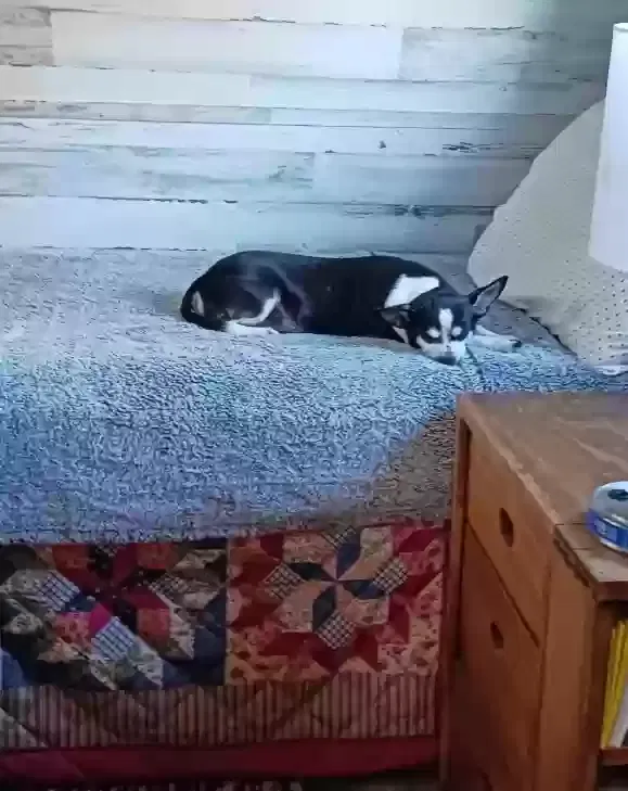 Lost dog in Sedalia, MO, 65301
