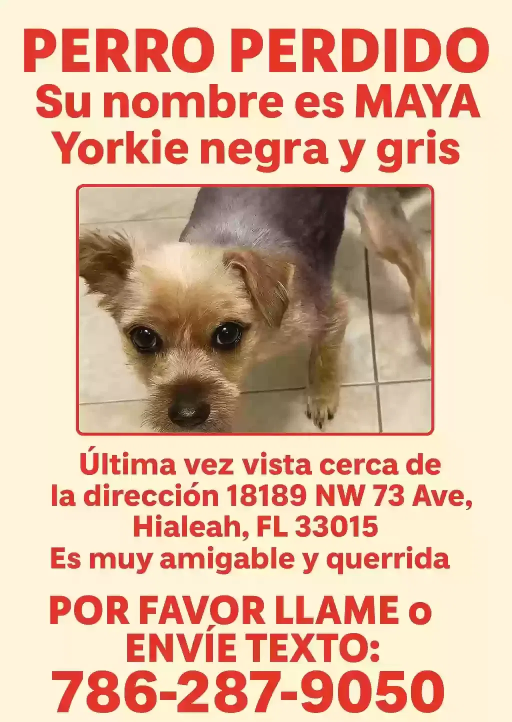 Lost dog in Hialeah, FL, 33015