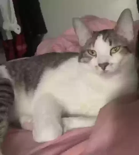 Lost cat in Oceano, CA, 93445