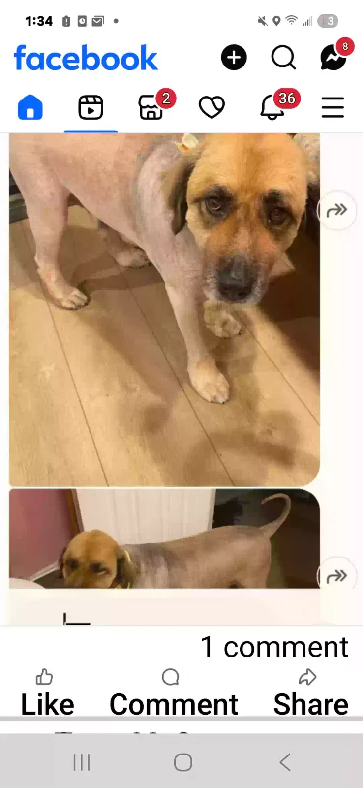 Lost dog in Silver Creek, GA, 30173