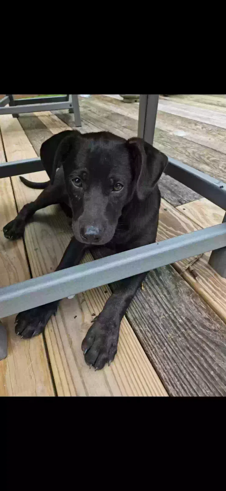 Lost dog in Aurora, IN, 47001