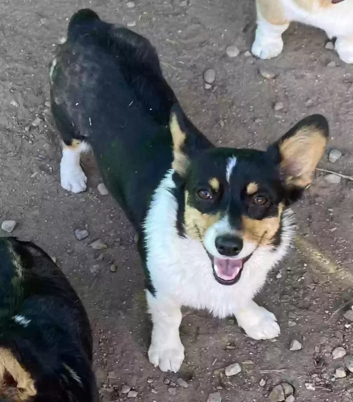 Lost dog in Tucson, AZ, 85705