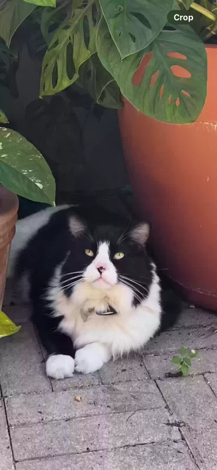 Lost cat in Satellite Beach, FL, 32937