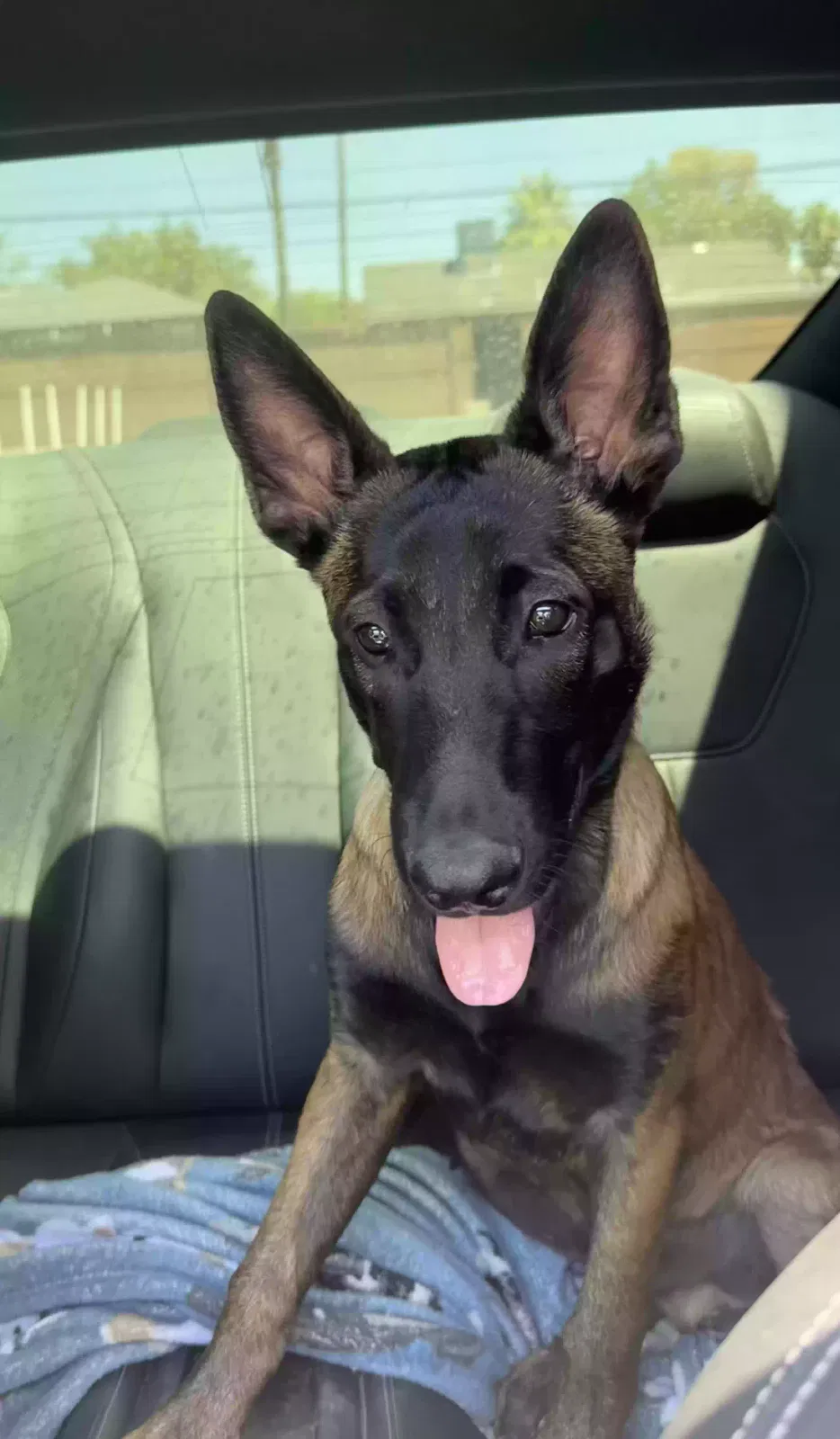 Lost dog in Las Vegas, NV, 89104