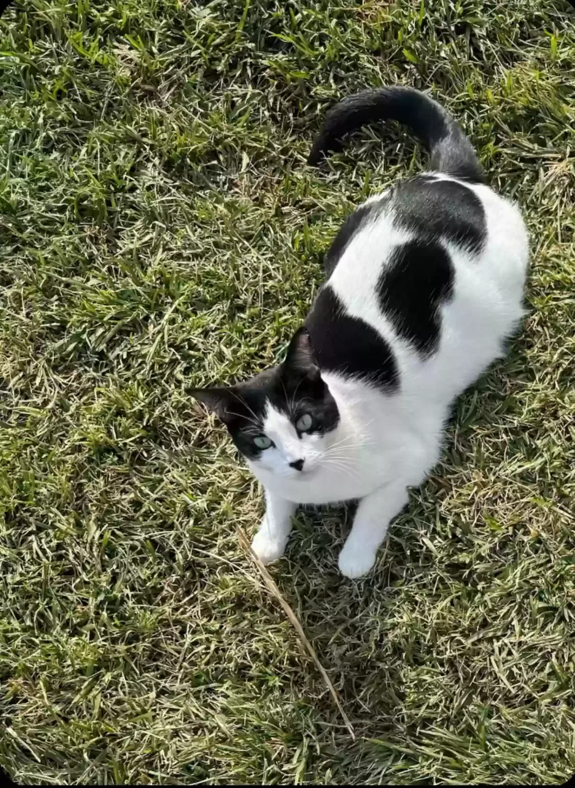Lost cat in Sun City, CA, 92587