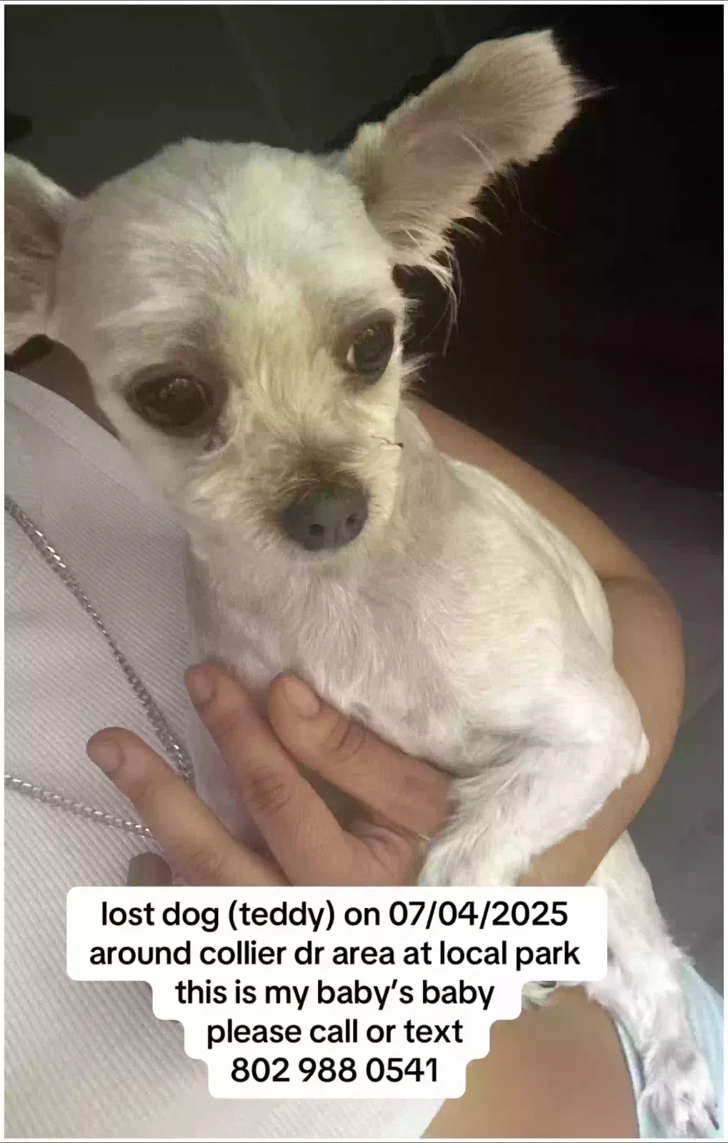 Lost dog in Atlanta, GA, 30318