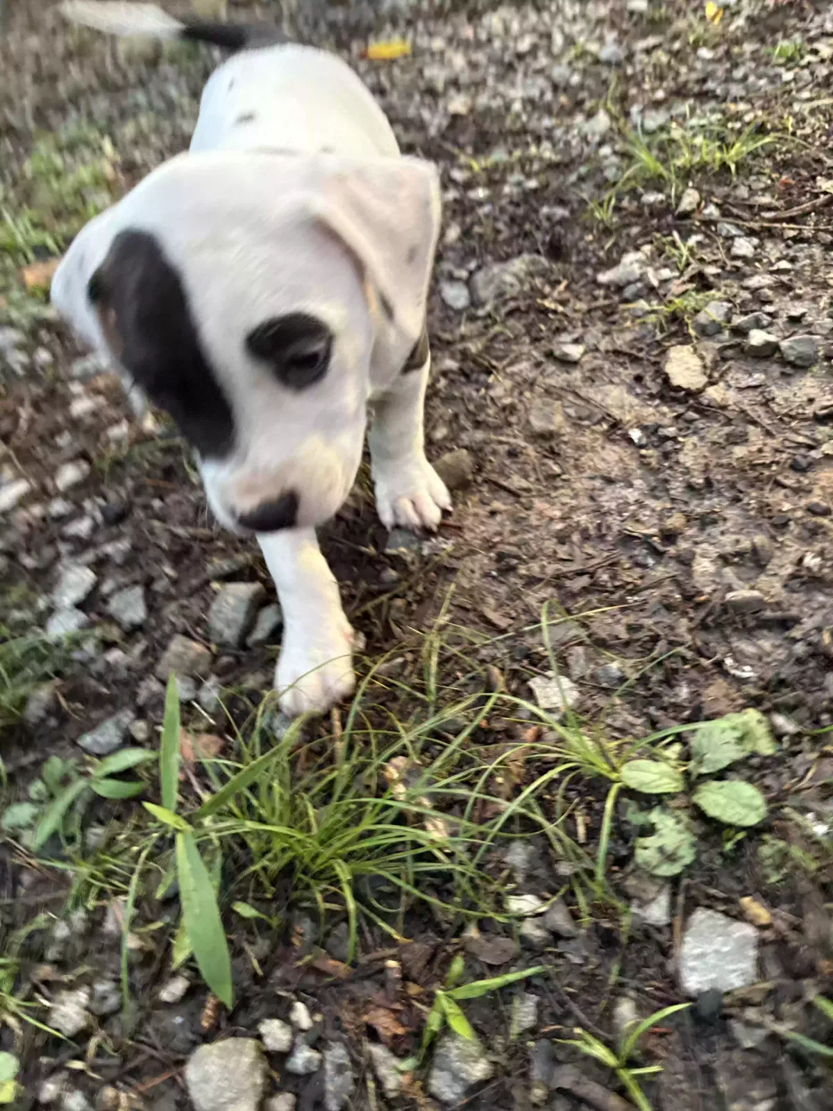 Found dog in Little Rock, AR, 72206