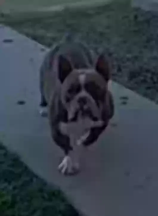 Found Dog