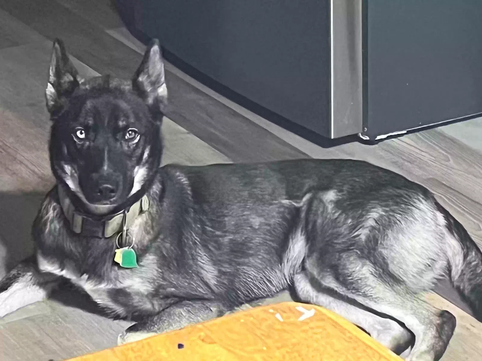 Lost dog in Arlington, TX, 76010