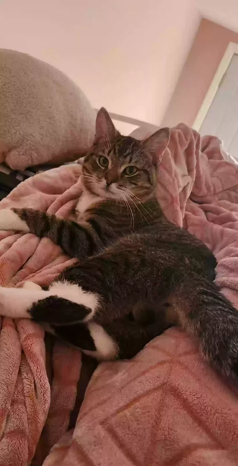Lost cat in Paterson, NJ, 7504