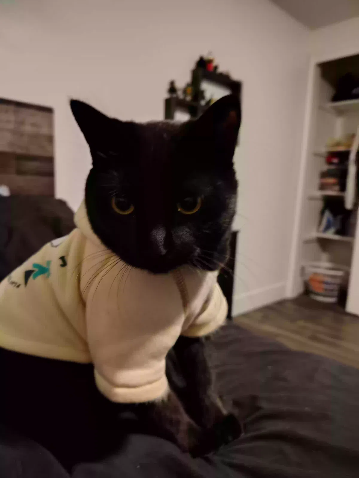 Lost cat in Salt Lake City, UT, 84119