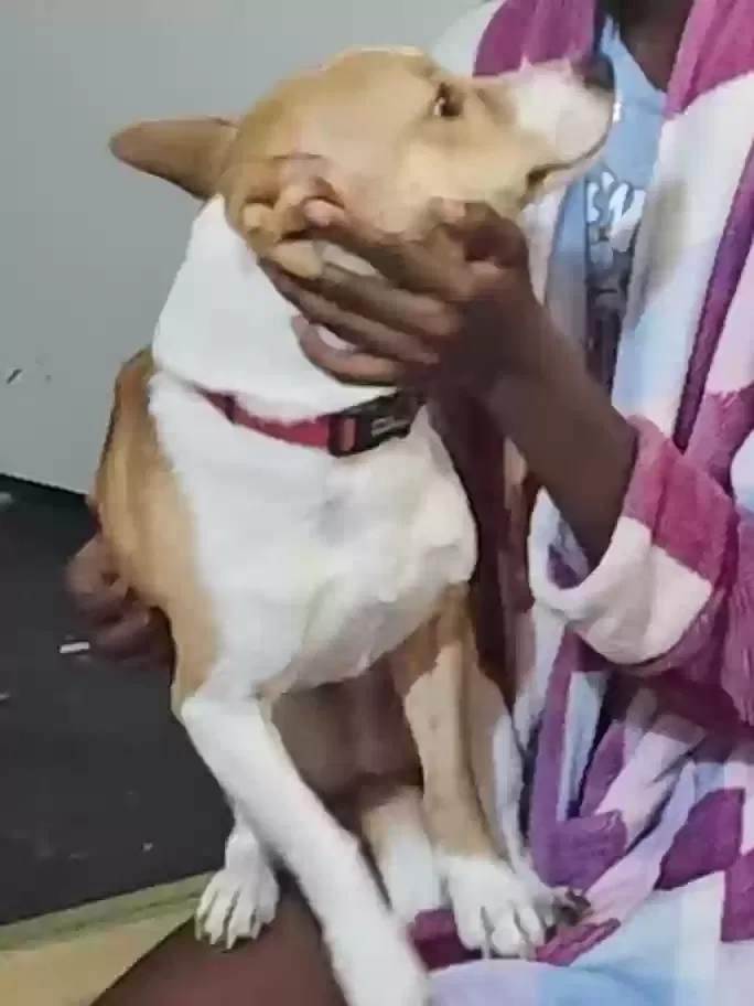 Lost dog in Red Oak, TX, 75154