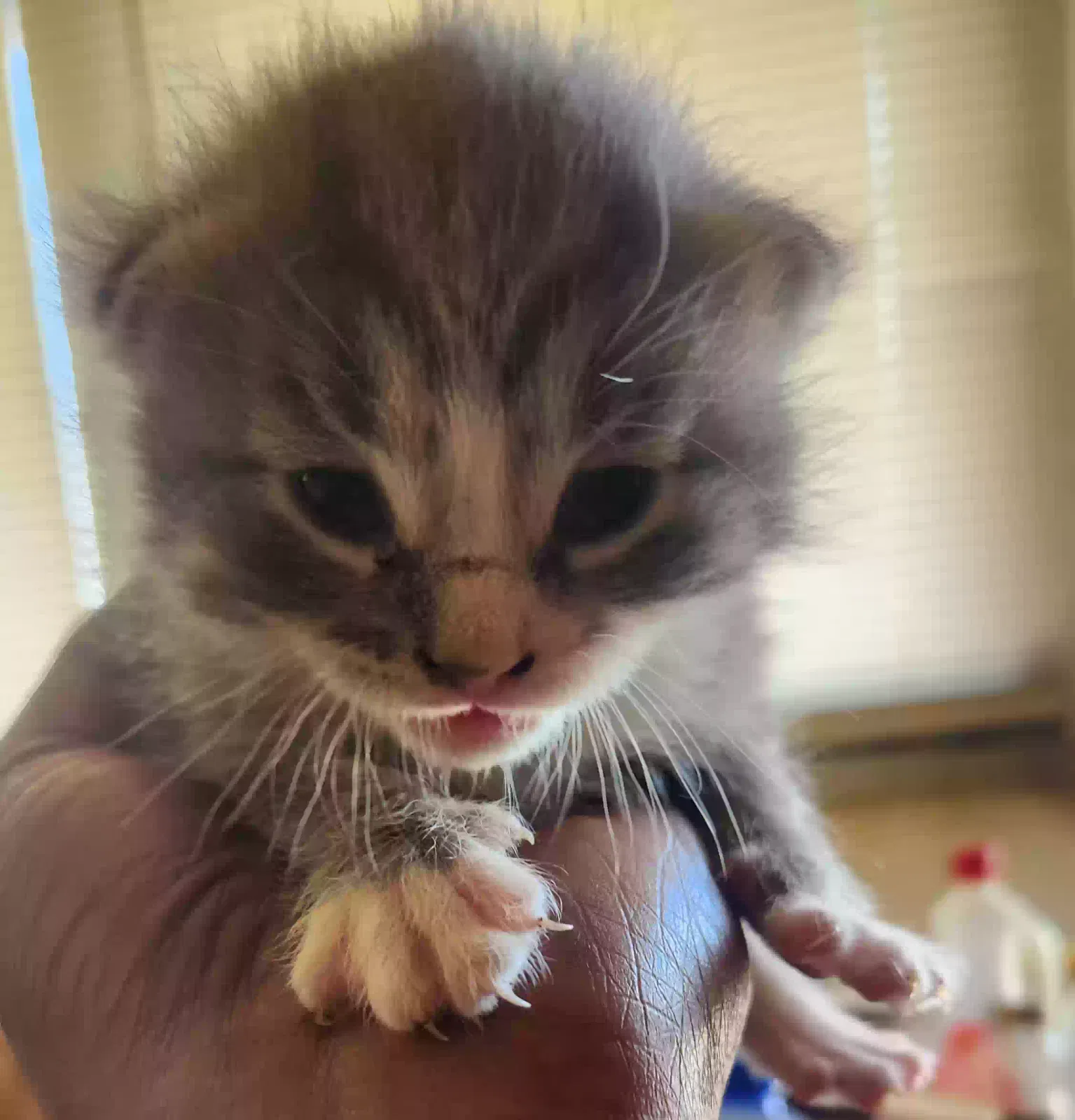 Lost cat in Romulus, MI, 48174
