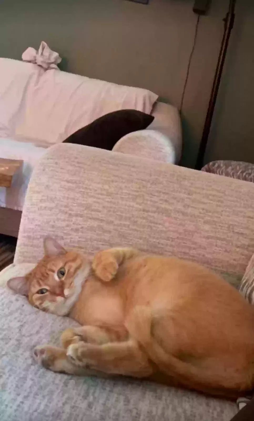 Lost cat in Warren, MI, 48091