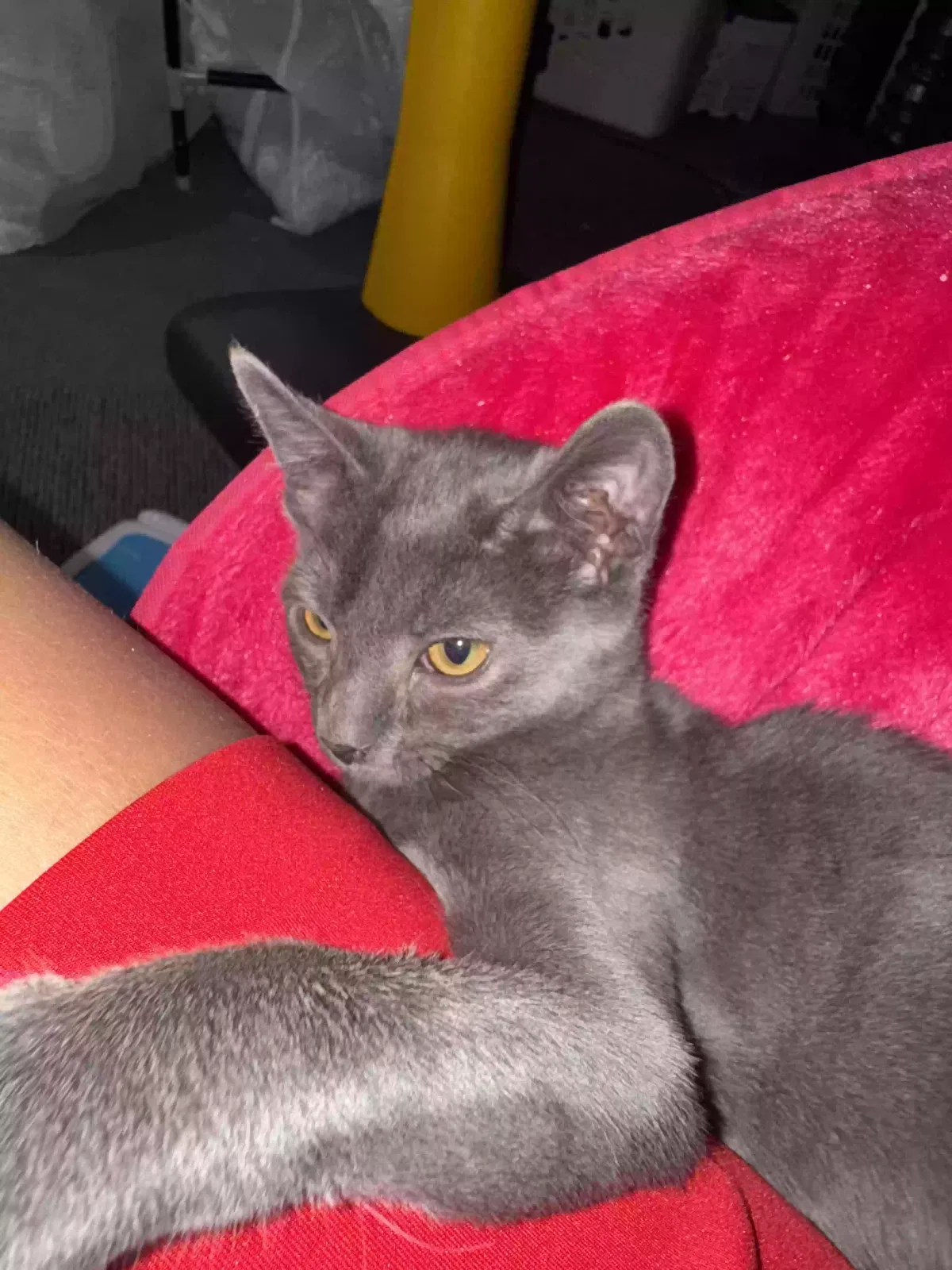 Lost cat in Hyde Park, MA, 2136