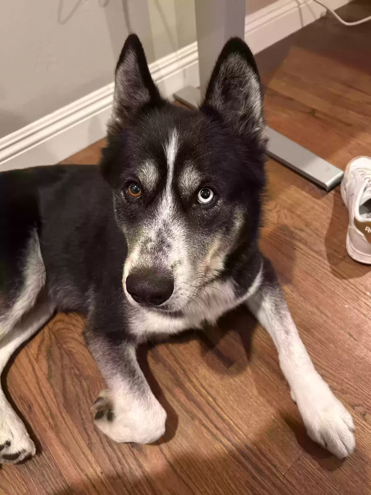 Lost dog in San Diego, CA, 92115