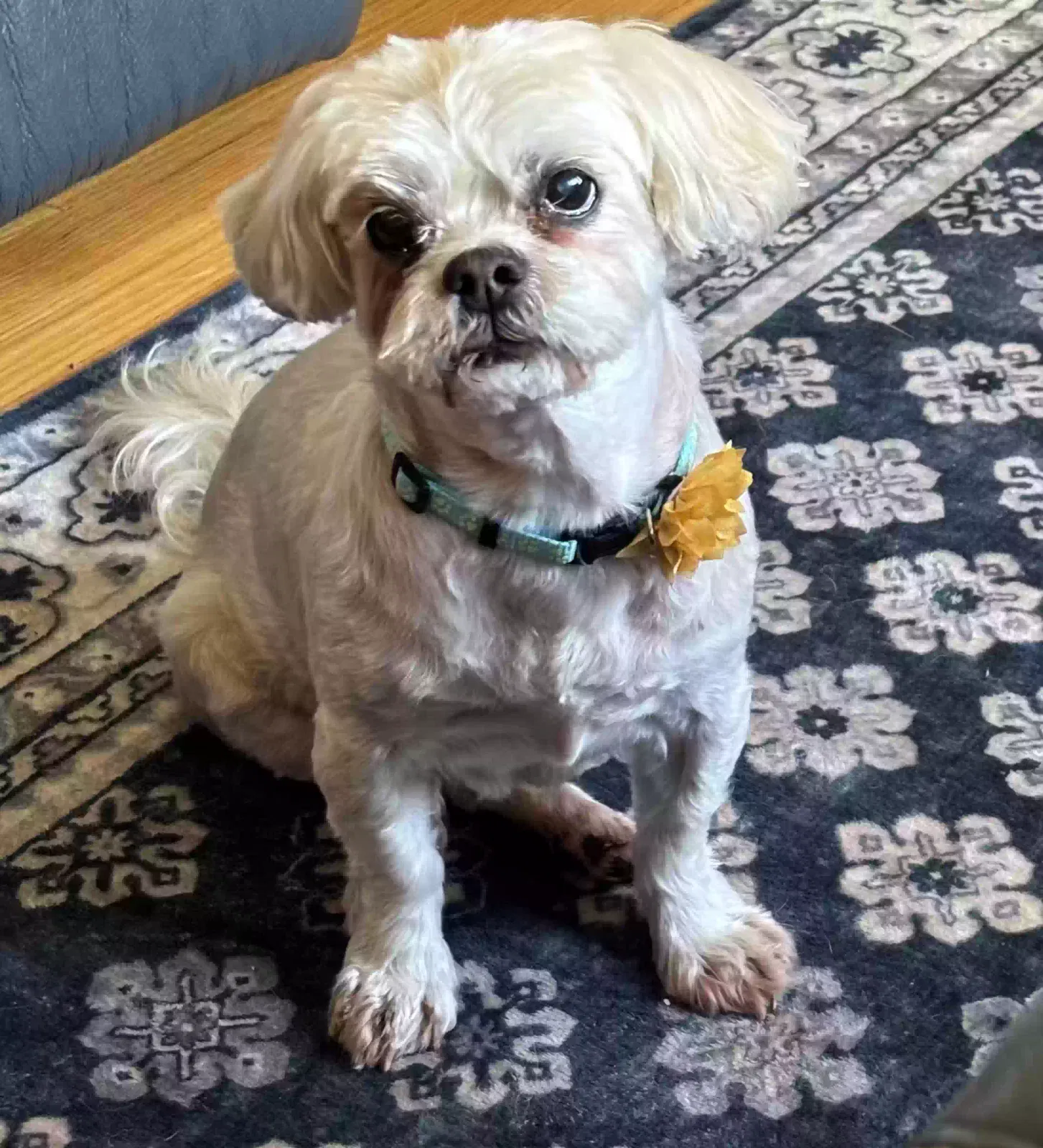 Lost dog in Street, MD, 21154