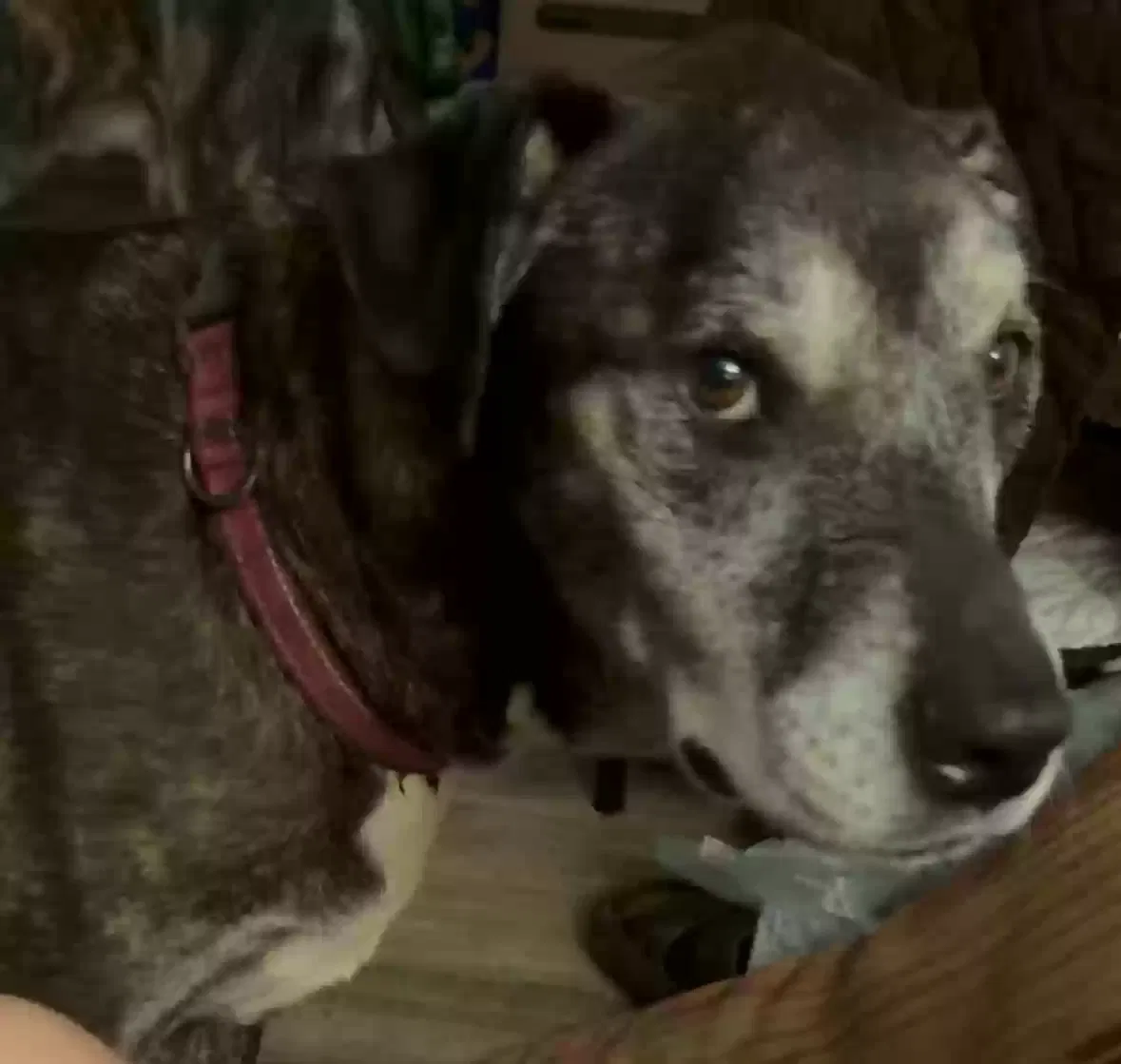 Lost dog in Louisville, KY, 40258