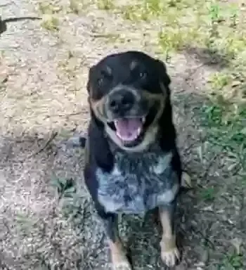 Lost dog in Baton Rouge, LA, 70806