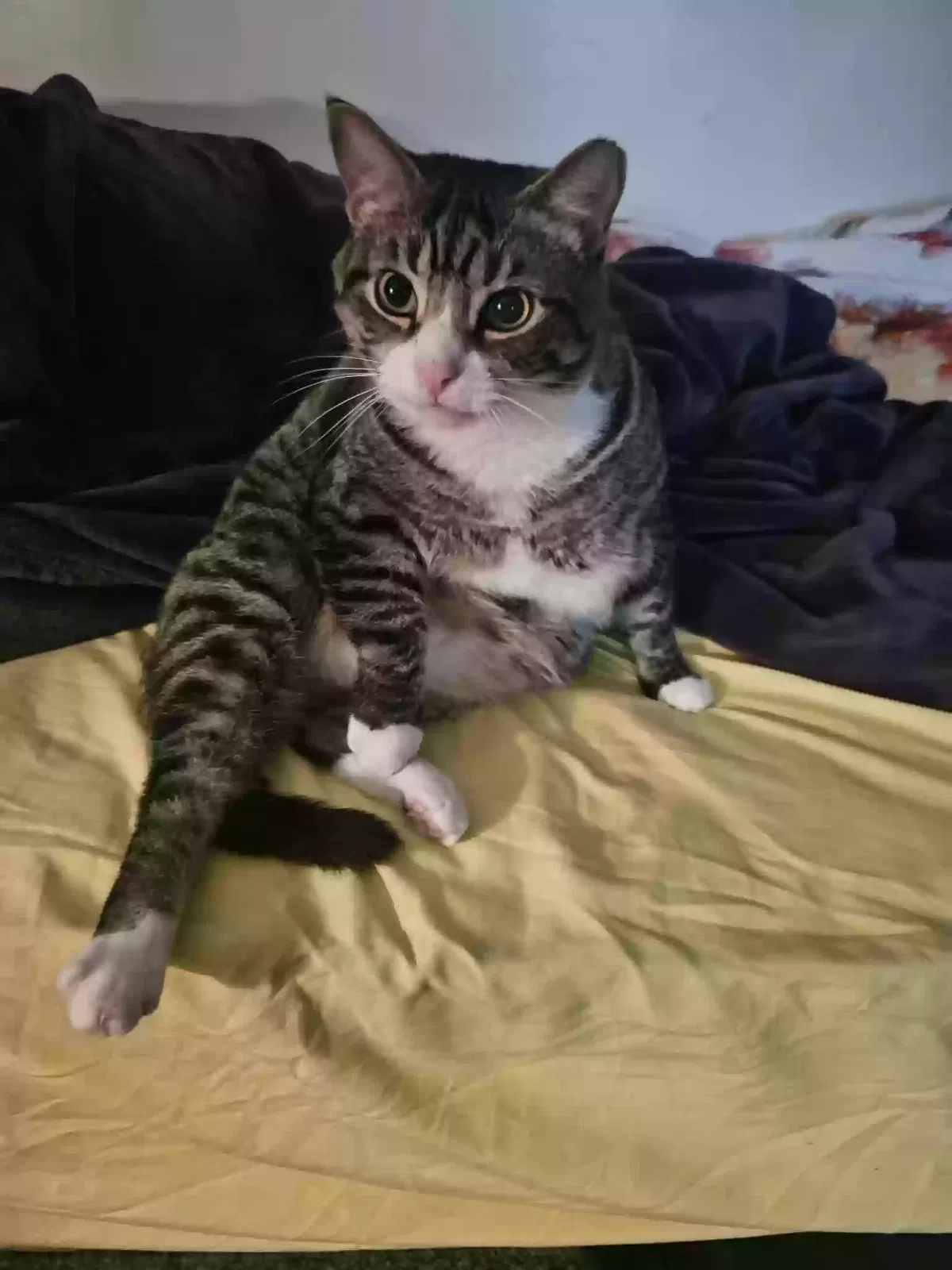 Lost cat in Massillon, OH, 44647