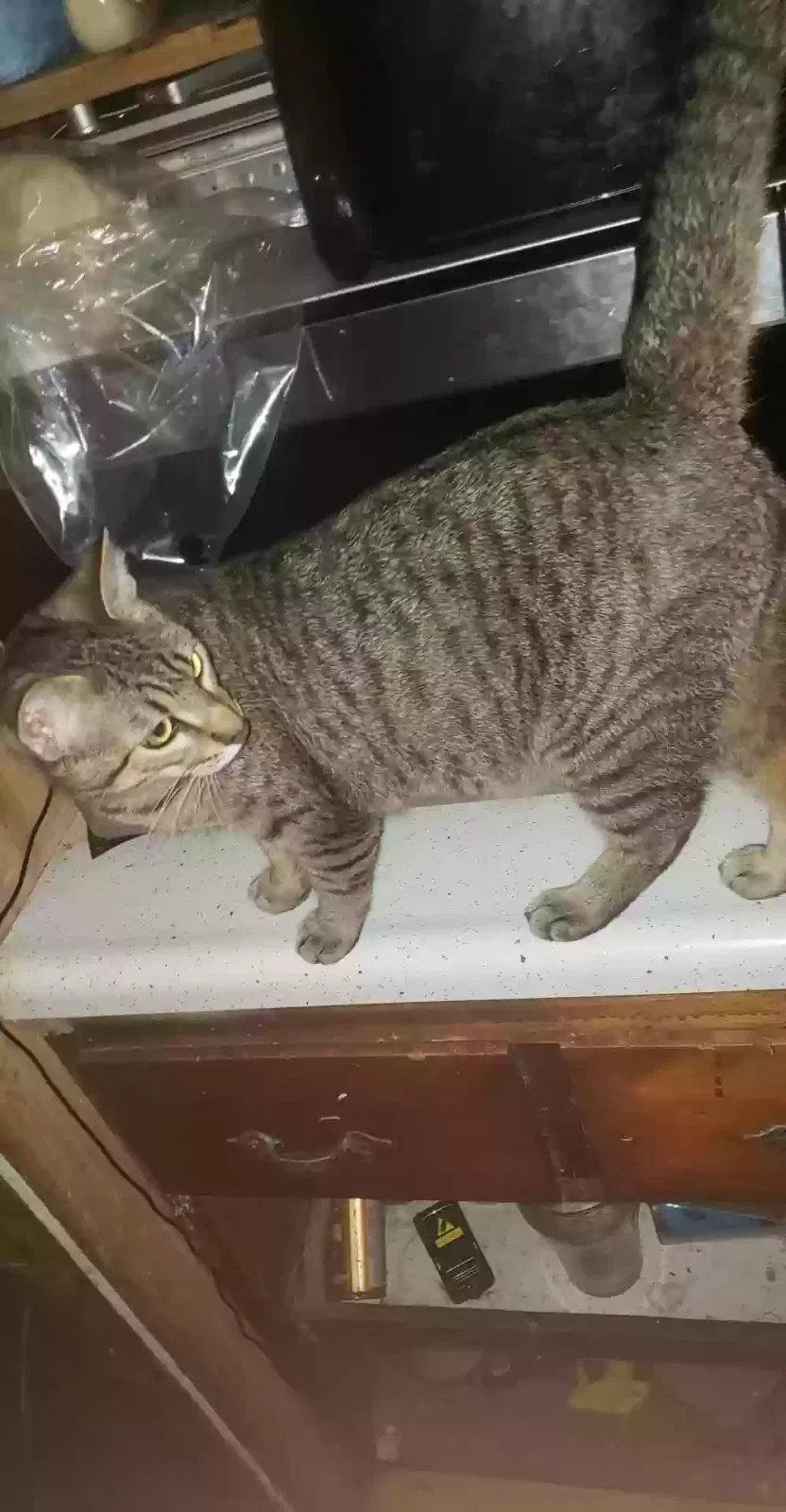 Lost cat in Paw Paw, MI, 49079