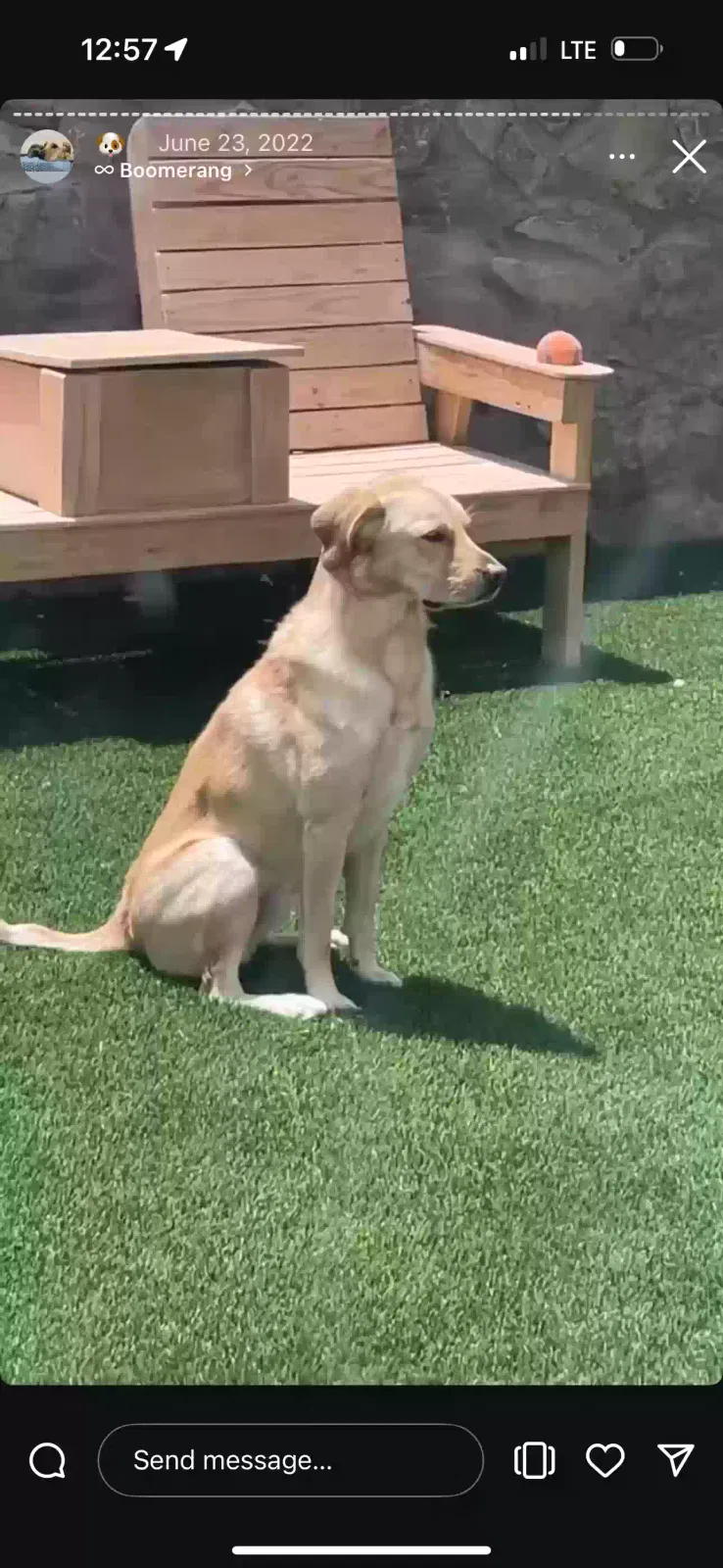 Lost dog in El Paso, TX, 79928