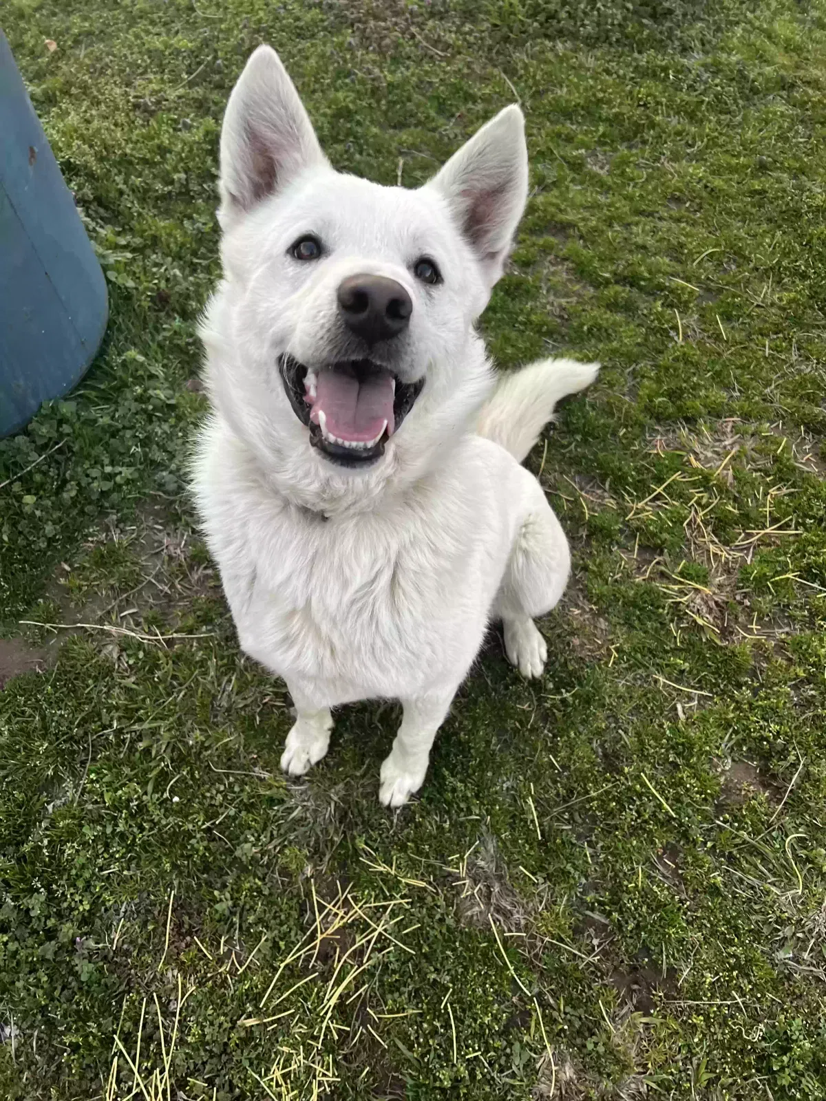 Lost dog in Tulsa, OK, 74115