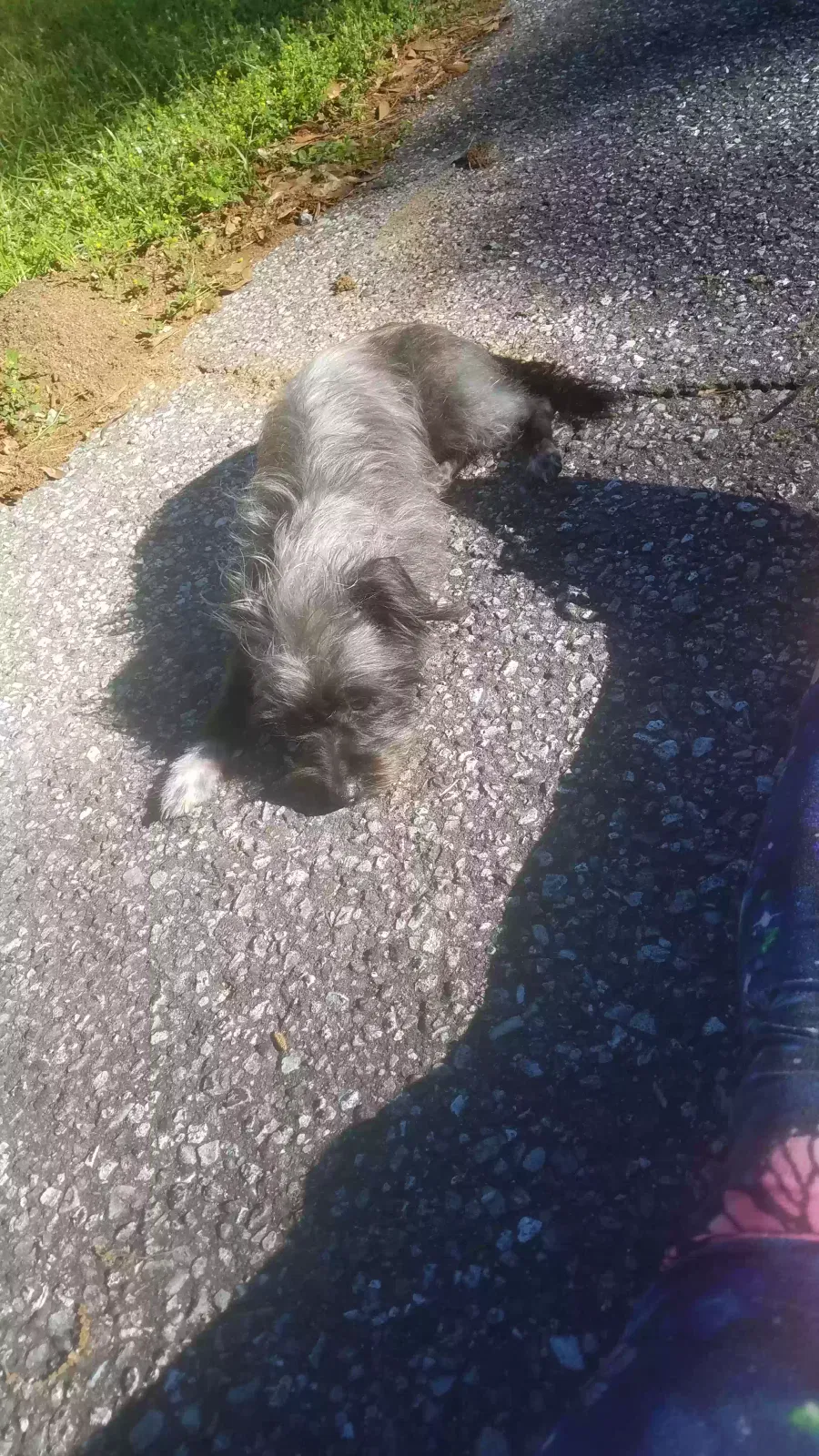 Lost dog in Chattahoochee, FL, 32324