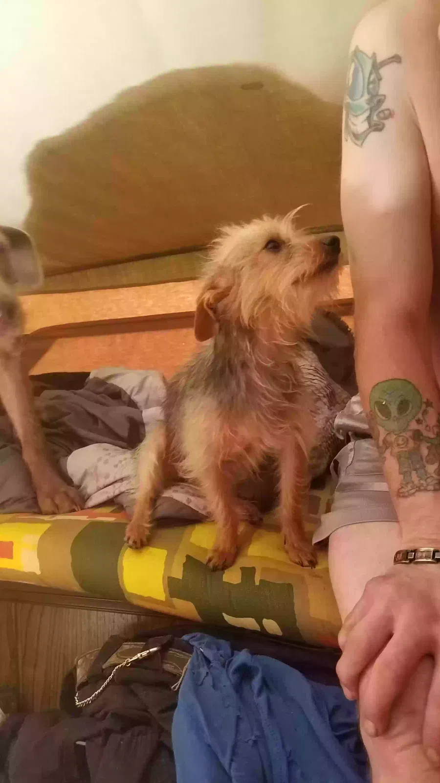 Lost dog in Chattahoochee, FL, 32324