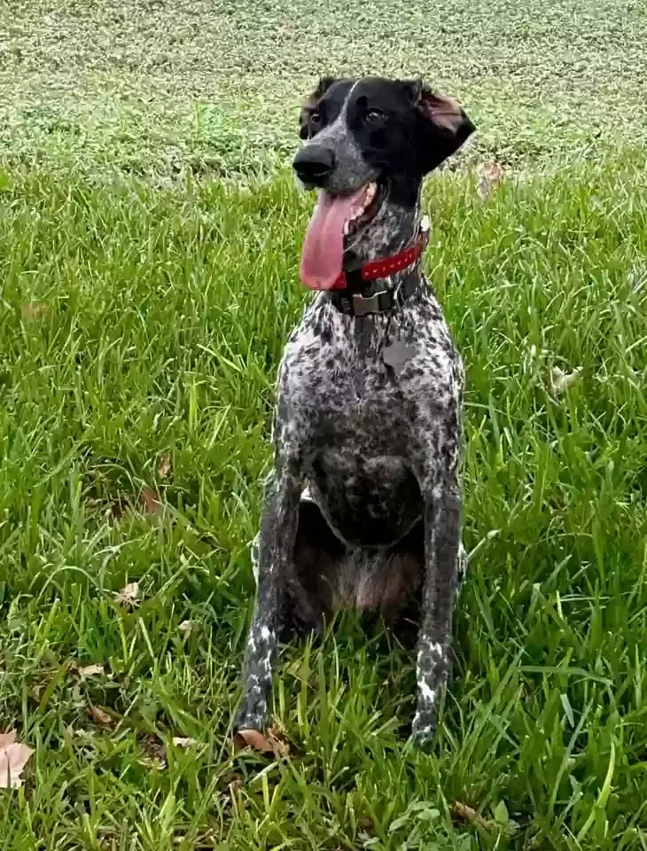 Lost dog in Buda, TX, 78610