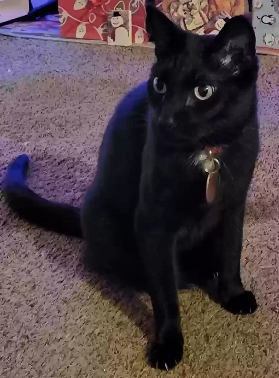 Lost cat in Mountain Home, ID, 83647