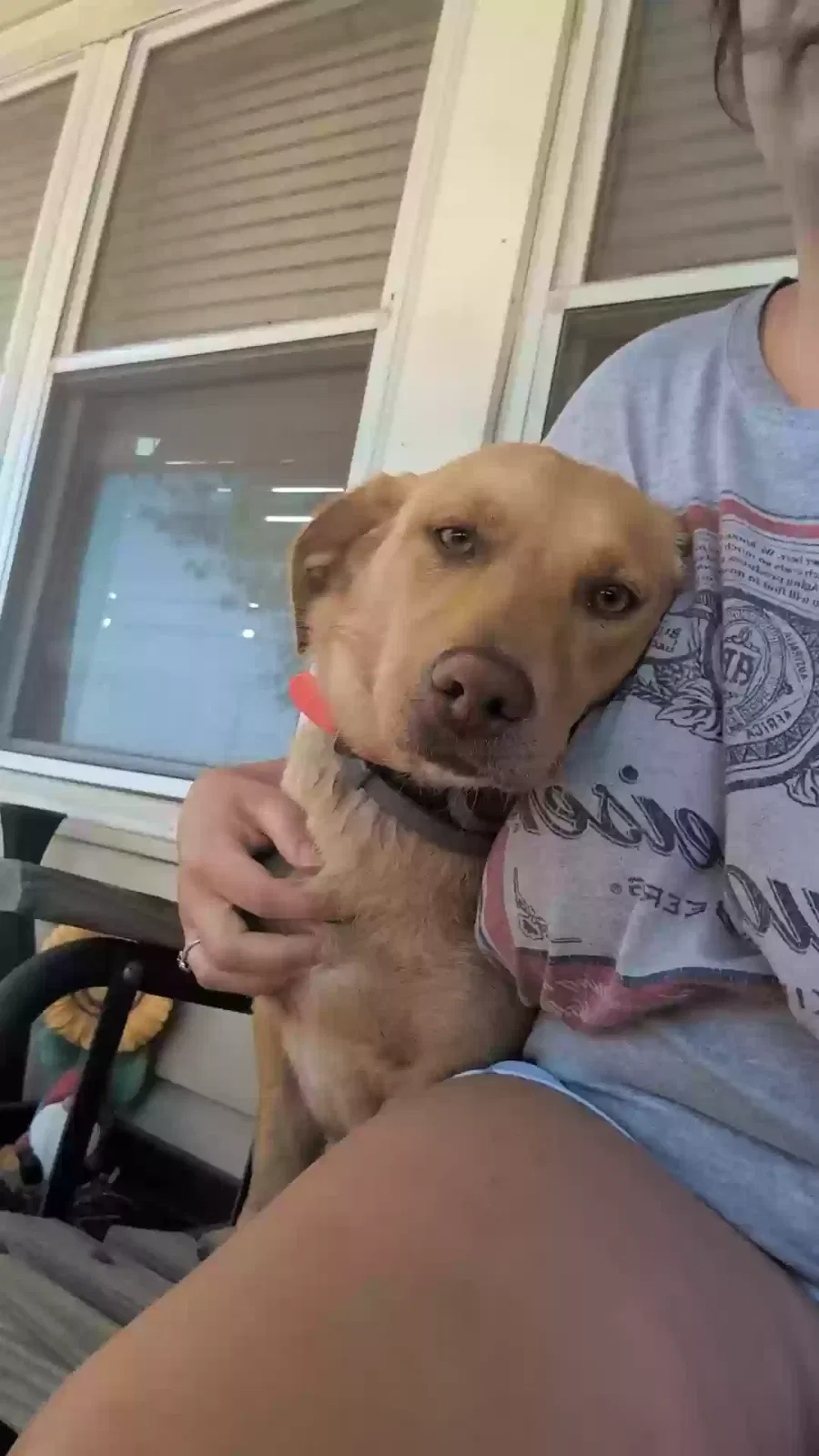 Lost dog in Pleasant Hill, MO, 64080