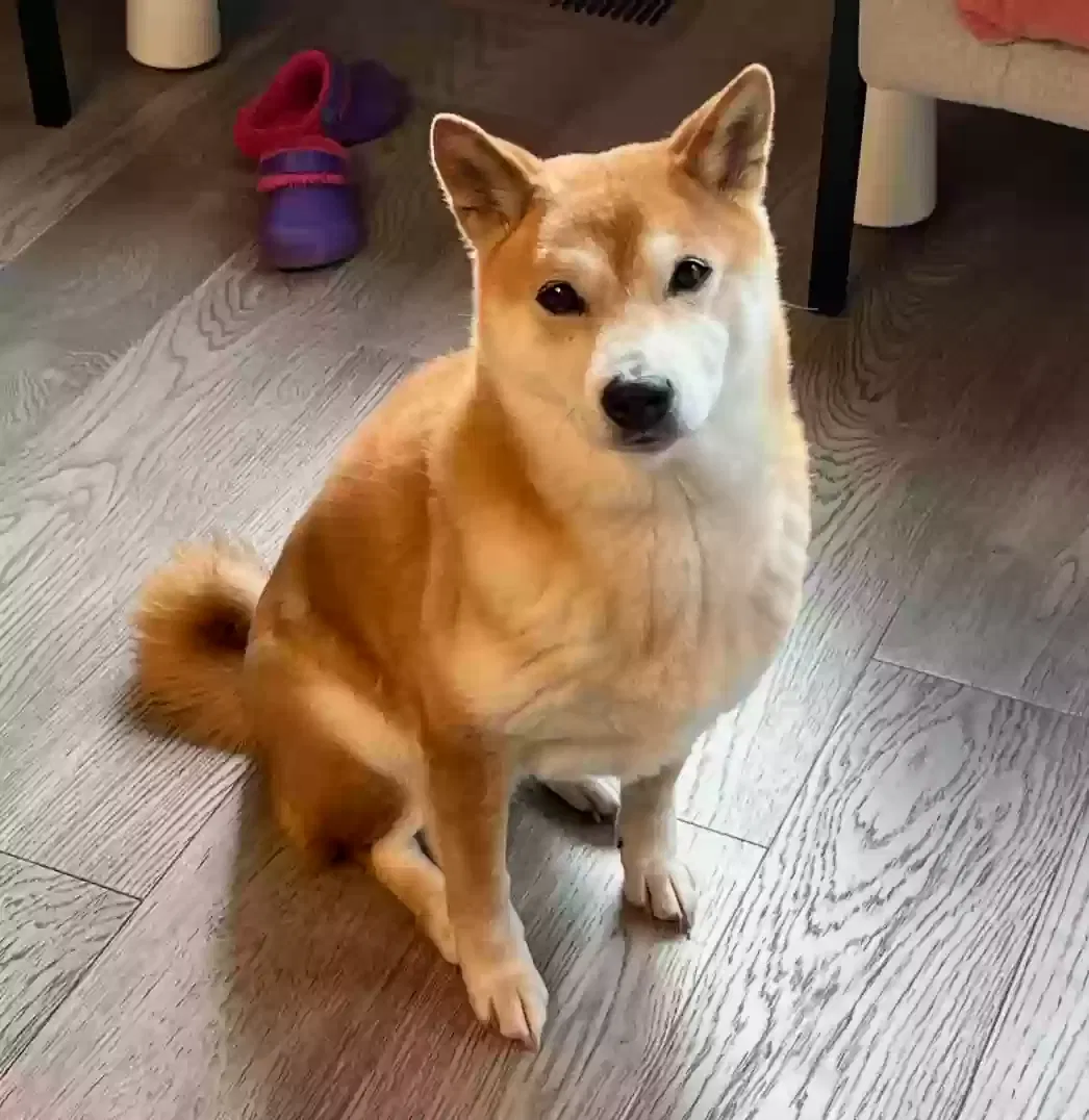 Missing Dog