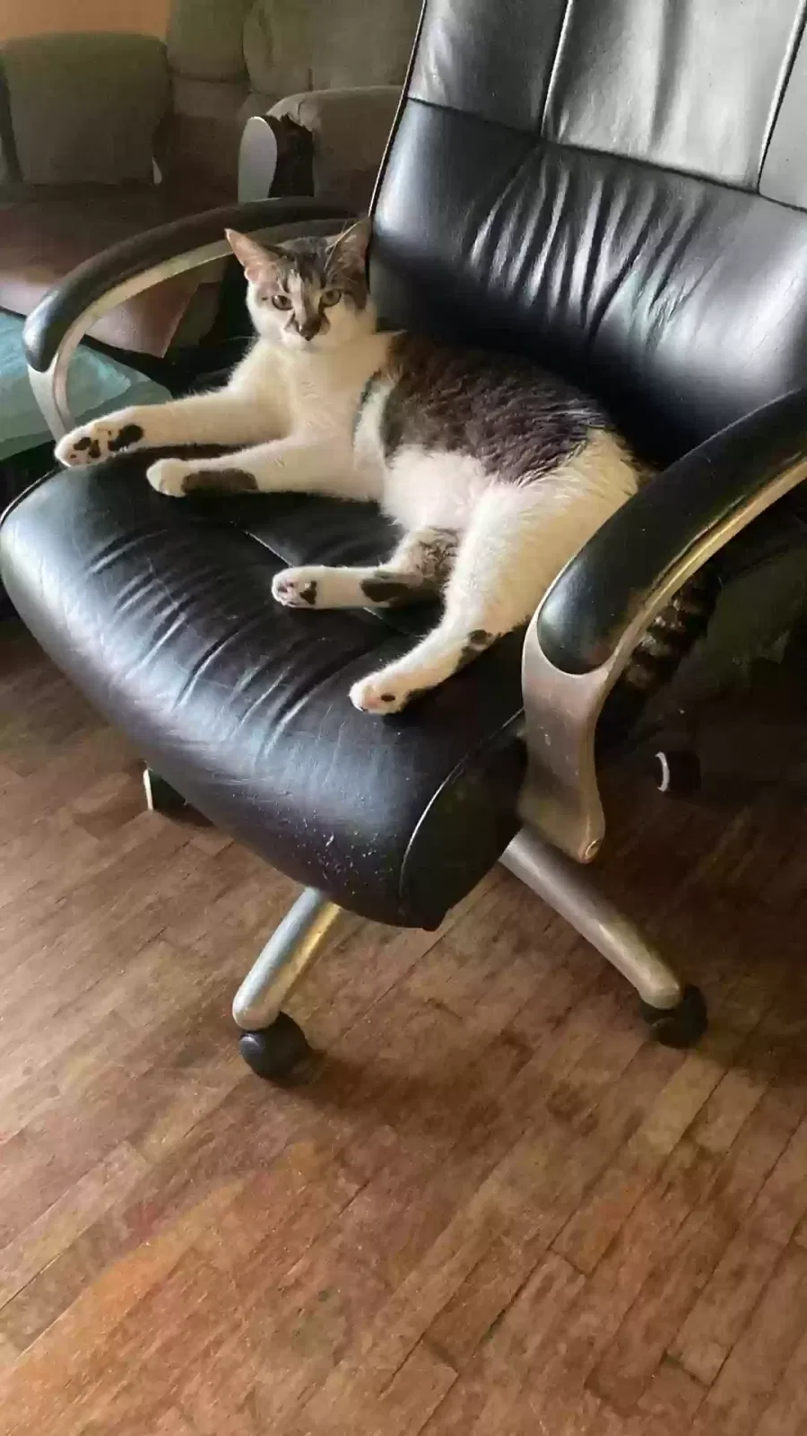Lost cat in Muskegon, MI, 49442