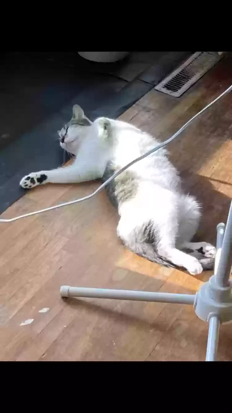Lost cat in Muskegon, MI, 49442
