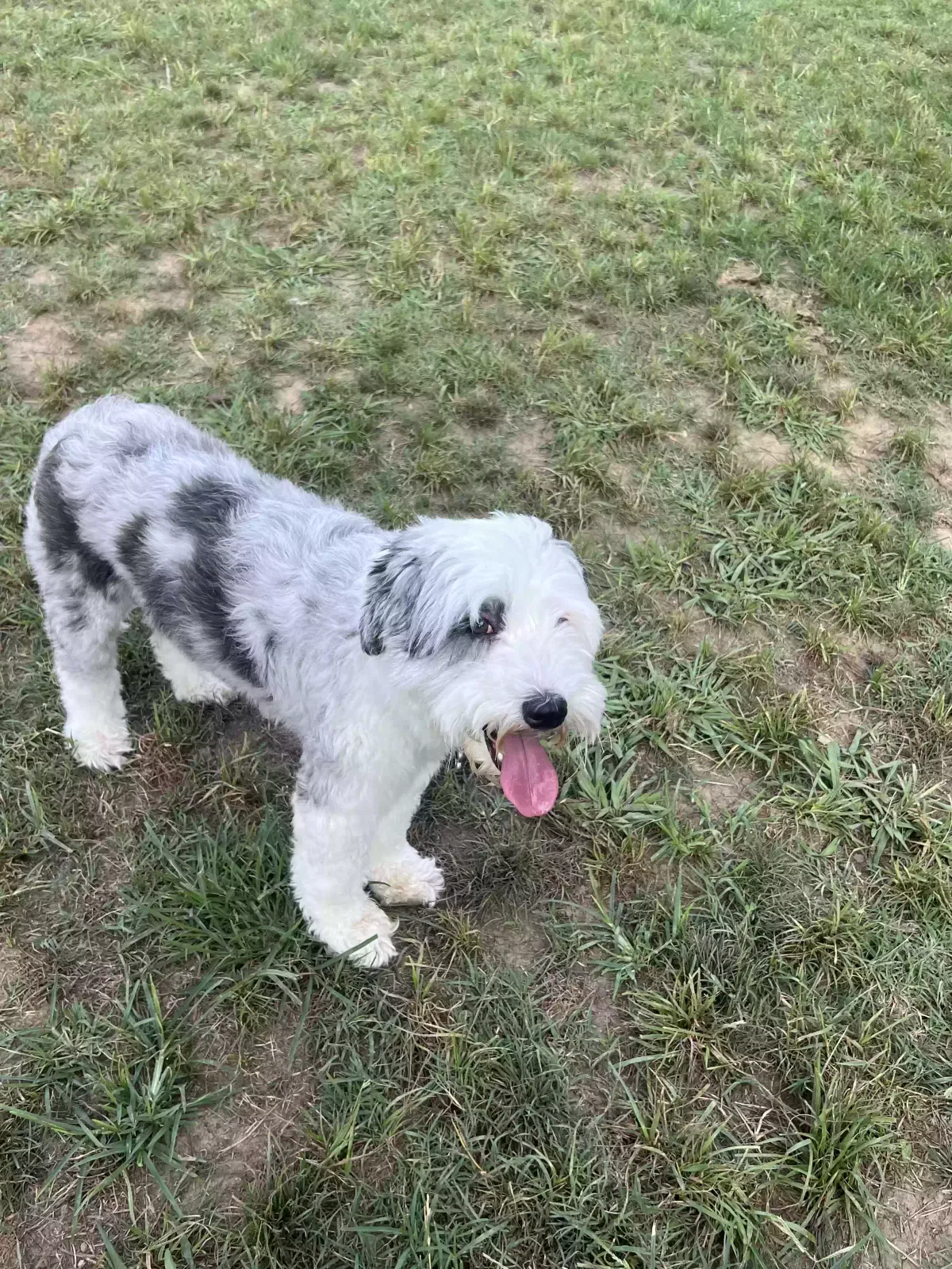 Lost dog in Raleigh, NC, 27612