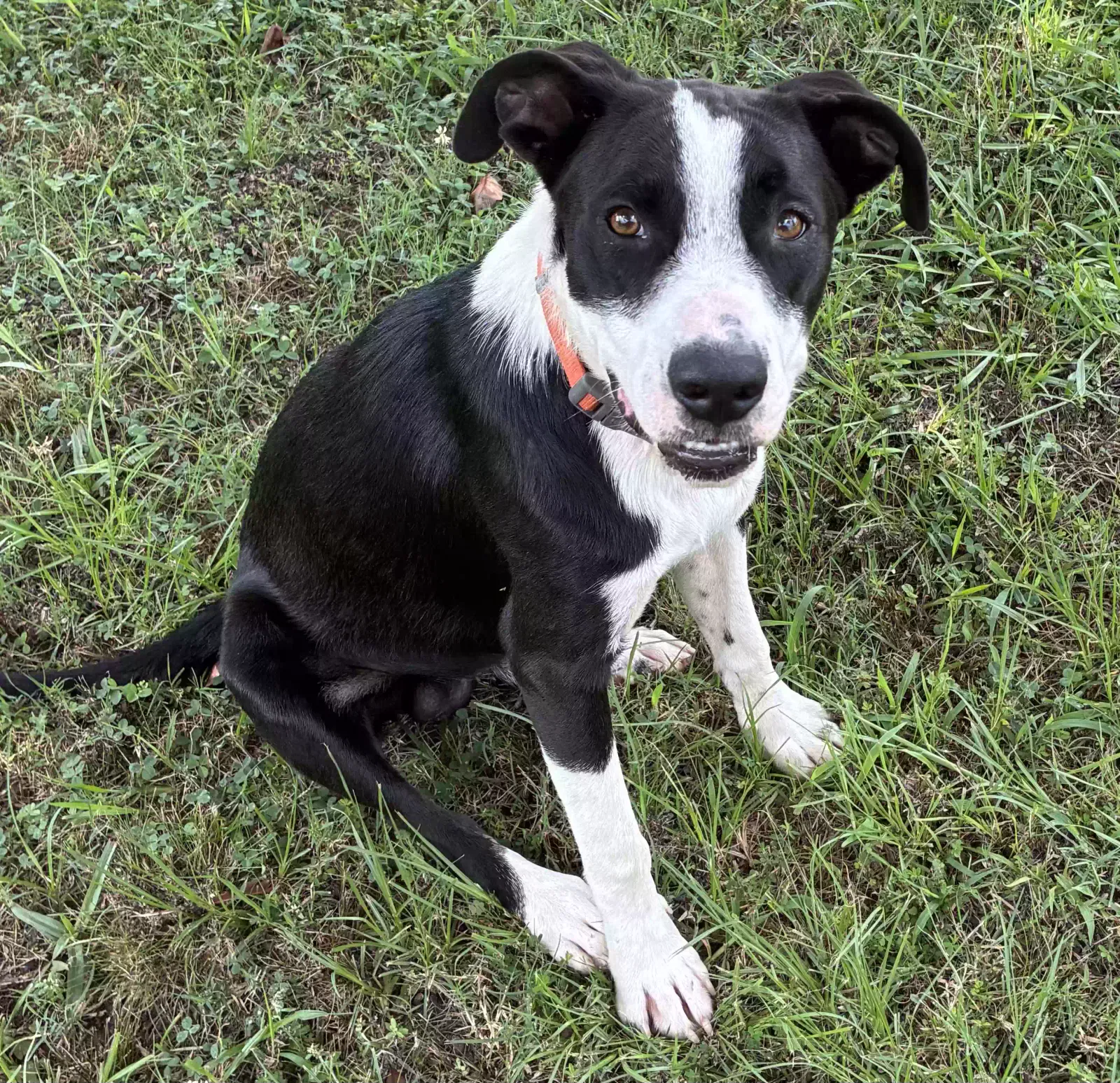 Found dog in Judsonia, AR, 72081